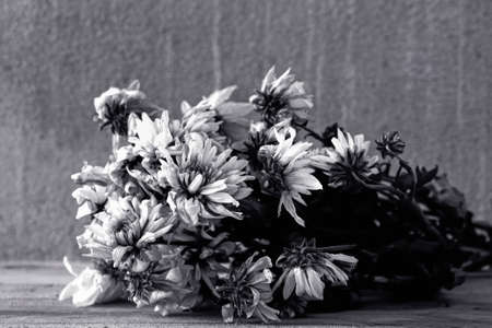 Withered white chrysanthemumの写真素材