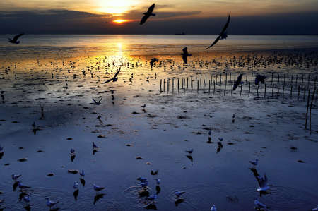 Beautiful sunset in seascape sceneの写真素材