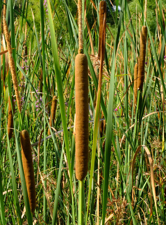 Closeup of common bulrush, broadleaf cattail, or great reedmace in the swampの写真素材