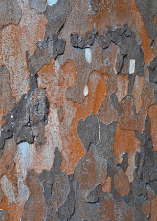 Close-up view of tree bark revealing a mix of orange, brown, and gray hues, creating an abstract...
