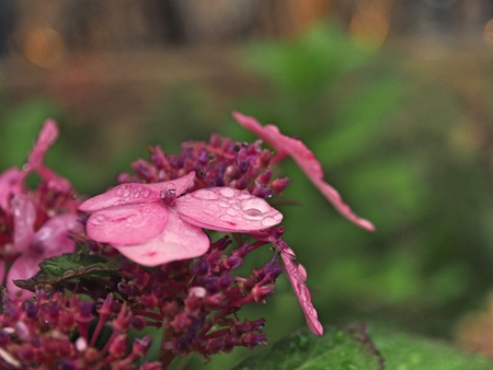 close up of  pink flower