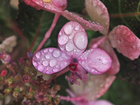 close up of  flower