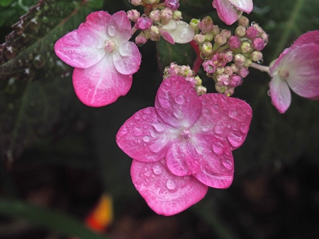 a close up of   flowers