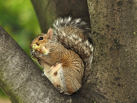 squirrel  on tree