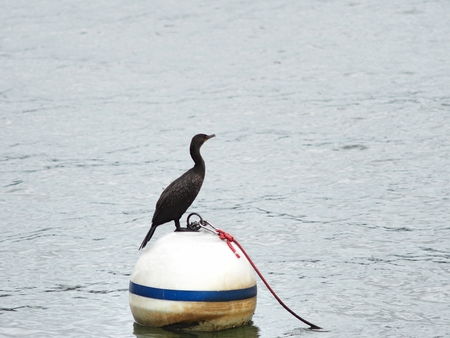 a bird standing on buoyの写真素材
