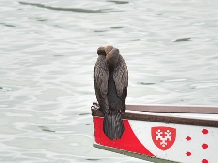 a bird sitting on top of a boatのeditorial素材