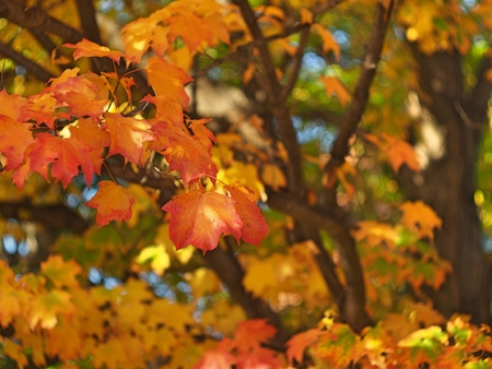 a close up of a maple tree