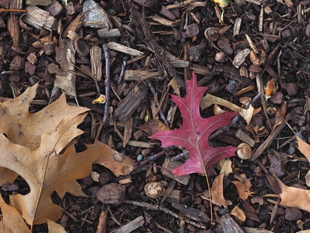dry maple leaves