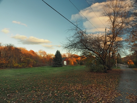 a tree in the middle of a fieldの写真素材