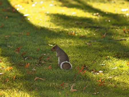 a squirrel on the green fieldの写真素材