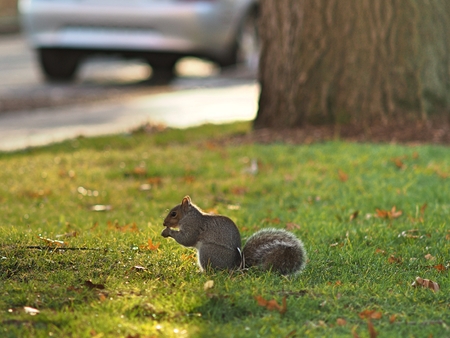 a squirrel on the fieldの写真素材