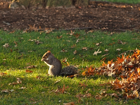 a squirrel standing on a fieldの写真素材