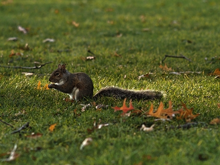 a squirrel on the grassy fieldの写真素材