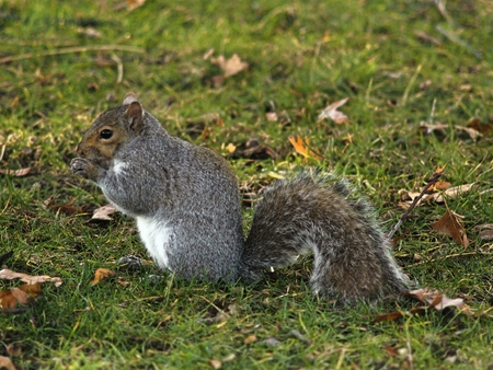 a squirrel on the fieldの写真素材
