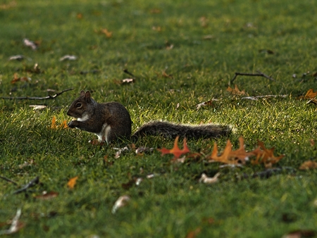 a squirrel standing on a fieldの写真素材