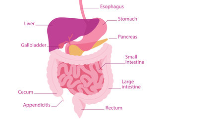 Human Digestive System. Parts of the human abdominal cavity along with the signatures: stomach,...