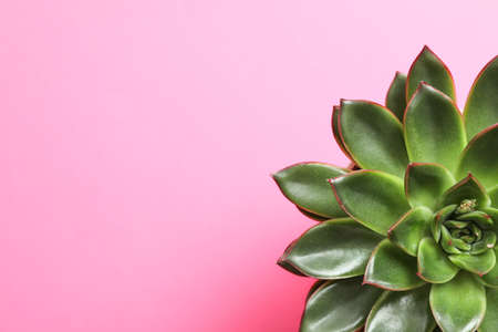 Beautiful succulent plant on color background, top view. Space for text