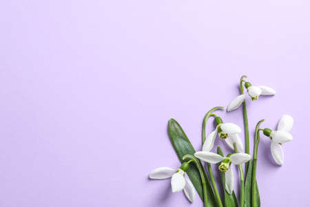 Beautiful spring snowdrop flowers on color background, space for textの写真素材