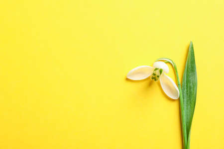 Beautiful spring snowdrop on color background, space for textの写真素材