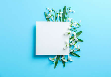 Snowdrop flowers and white square on color background, space for textの写真素材