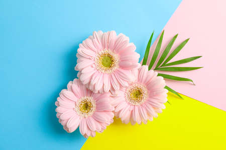 Beautiful gerberas on three tone background, space for textの写真素材
