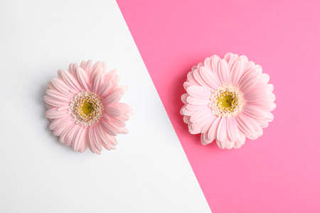 Beautiful gerbera flowers on two tone background, space for textの写真素材