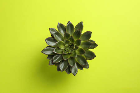 Beautiful succulent plant on color background, top view. Space for textの写真素材