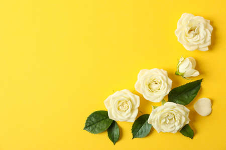 Beautiful white roses on yellow background, space for text