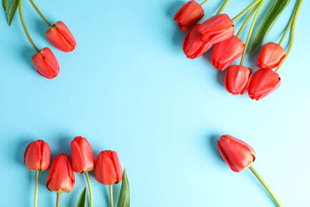 Beautiful red tulips with green leaves on color background, space for textの写真素材