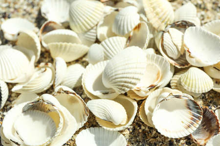 Many seashells as background, close up. Summer backdropの写真素材