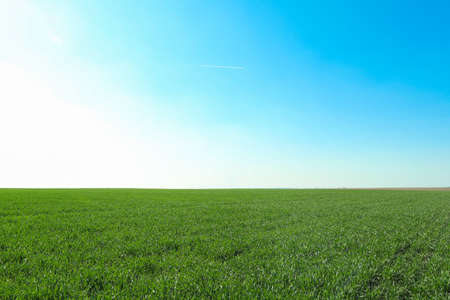 Green grass field, space for text. Beautiful spring greeneryの写真素材