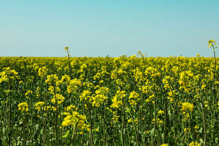 Rapeseed field against blue skies, space for text. Beautiful spring bloomの写真素材