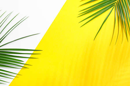 Beautiful palm leaves on two tone background, top view and space for text. Exotic plantの写真素材