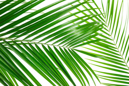 Beautiful palm leaves isolated on white background, closeup. Exotic plant