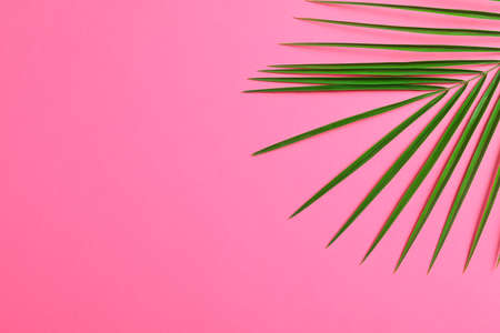 Beautiful palm leaf on color background, closeup and space for text. Exotic plantの写真素材