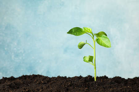 Seedling in black soil against light background, space for text. Environmental protection