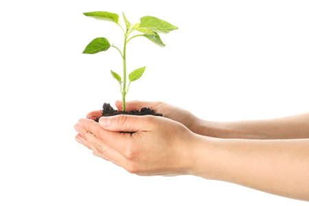 Woman hands holding seedling in black soil, isolated on white background. Environmental protection