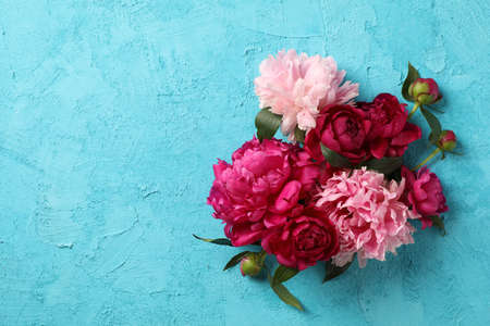 Beautiful peony flowers on color background, space for textの写真素材