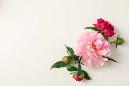 Flat lay composition with beautiful peonies on white background, space for text and top viewの写真素材