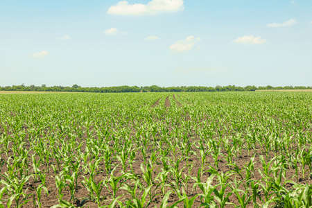 Green corn field against sky, space for text. Agriculture