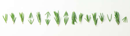 Flat lay composition with rosemary on white background, space for textの写真素材