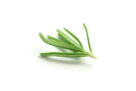Fresh green rosemary isolated on white backgroundの写真素材