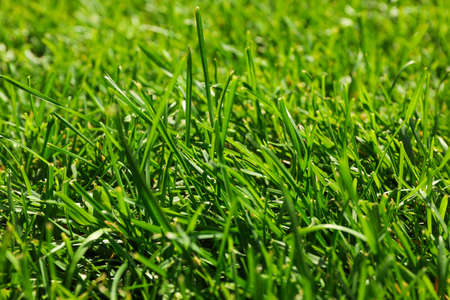Fresh green grass texture. Natural background, close upの写真素材