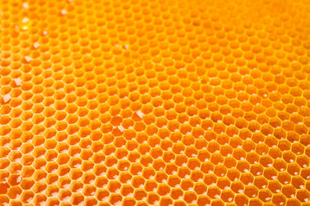 Honeycombs with sweet golden honey on whole background, close upの写真素材