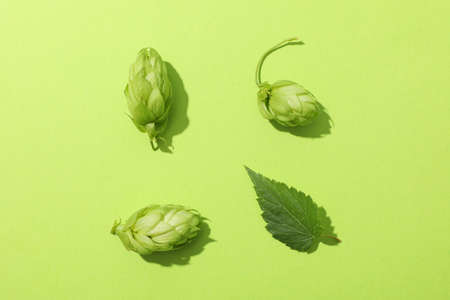Flat lay with hop cones and leaf on green background, copy spaceの写真素材