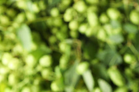 Blurred background of hop cones and leaves. Greeneryの写真素材