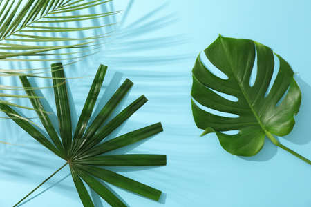 Different palm leaves on blue background, copy spaceの写真素材