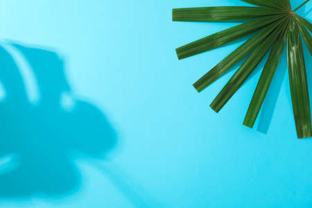 Green washingtonia leaves on blue background, space for textの写真素材
