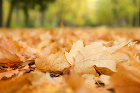 Fallen autumn leaves against park, space for text
