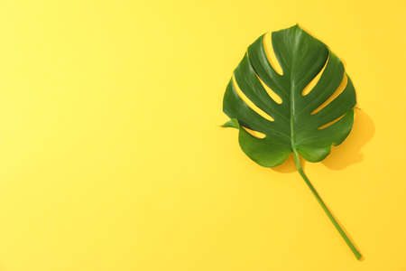 Green monstera on yellow background, space for textの写真素材